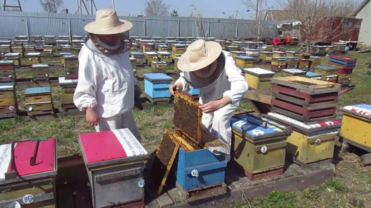 Инвентарь пчеловода и пасечные приспособления: обзор видов