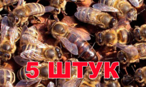 Матка породи Карника (НЕ плідні) - 5 бджоломаток 2024